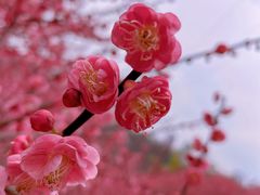 -重庆彩云湖湿地公园