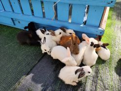 -萌宠亲子动物乐园(槐房万达店)