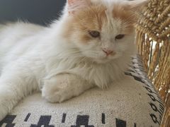 -平行世界·猫咖(首经贸店)