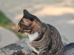 -西安大兴善寺