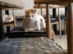 -平行世界·猫咖(首经贸店)