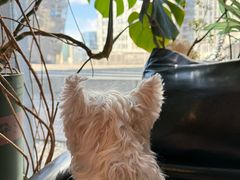 -百好乐宠物友好餐厅(朝外大街店)