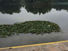 -新江湾城公园