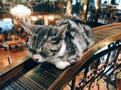 -more than meow吴止猫主题餐厅(承德 中船汇店)