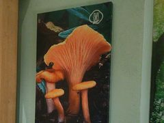 -菌彩云南野生菌火锅(万达广场店)