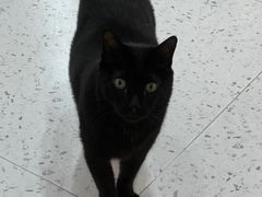 -喵园·猫主题咖啡厅·撸猫·猫咖(国贸店)