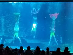 -海合安成都极地海洋公园