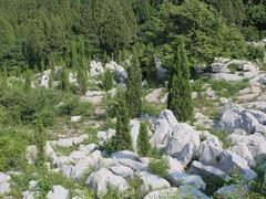 -原山国家森林公园