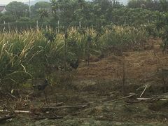 -呼吸森林·生态农庄农家乐私房菜