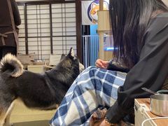 -逗柴咖啡屋·狗咖猫咖宠物桌游