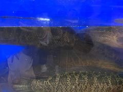 -胖子鱼·天水麻辣鱼火锅(秦州407店)