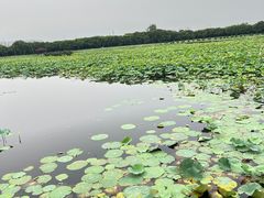 -荷塘月色湿地公园·向阳花洲