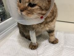 坐等挨扎-宠颐生中康贝怡动物医院