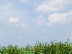 -白洋淀景区