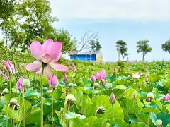 -滆湖低碳生态公园