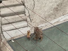 -青藏高原野生动物园
