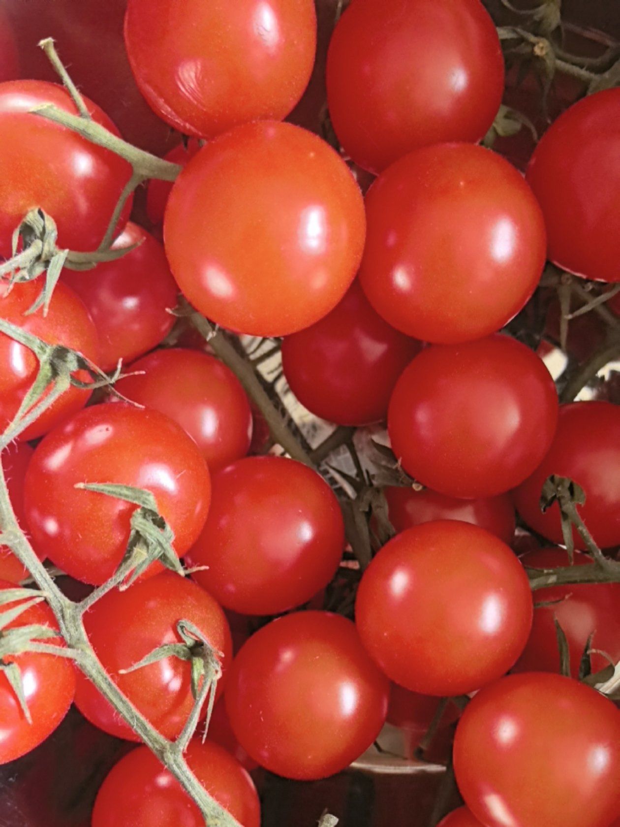 圆形的小番茄,看起来就比尖尖的好吃