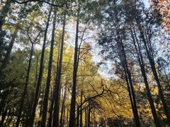 -上海共青森林公园