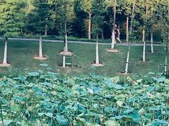 -四里河滨水生态公园