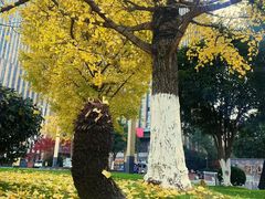 -星巴克(杭州桐庐立山国际店)