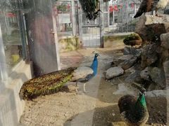 -水绘园
