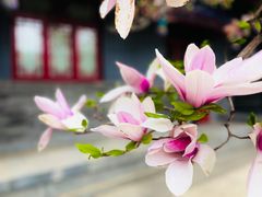 -天津大悲禅院