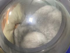 -半岛宠物医院24小时(科华中路店)