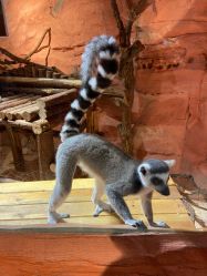 -Zoolung Zoolung动物主题公园(海信广场店)