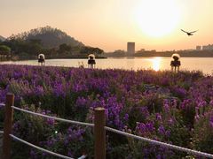 -顺峰山公园