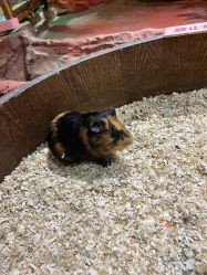 -Zoolung Zoolung动物主题公园(海信广场店)