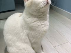 -喵的天空名猫咖啡馆·撸猫·猫舍·用品