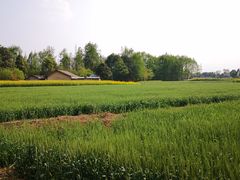 -桤木河湿地公园