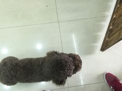 -酷狗靓猫宠物·洗护·美容·寄养(航北路店)