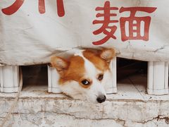 -小梁哥云吞面(黄贝岭店)
