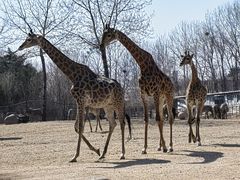 -大连森林动物园