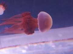 -洛阳龙门海洋馆