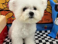 -Pets First伊珊娜洗护·精致美容·家庭式寄养(新会路店)