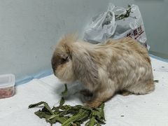 -北京观赏动物医院·24小时大型综合·猫专科·异宠专科
