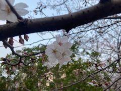 -高东镇樱花园