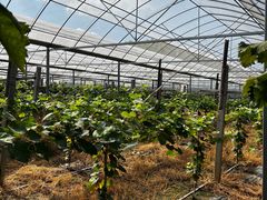 -马陆小张葡萄园农家乐