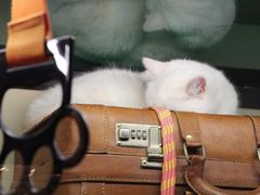 -猫咪博物馆(顶澳仔猫街店)