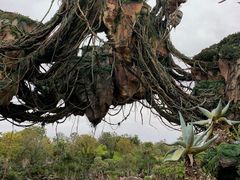 -奥兰多迪士尼动物王国乐园