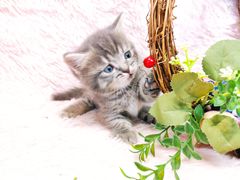 -十年猫舍·猫咪专门店(普陀店)