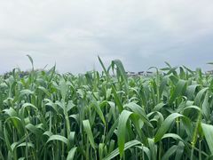 -中国天府农业博览园