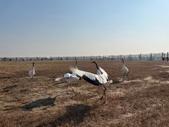 -盐城丹顶鹤湿地生态旅游区