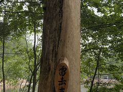 -汤旺河林海奇石景区