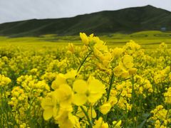 -扁都口生态休闲旅游区