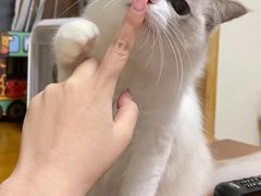 -钦宠·猫咪售卖·洗护·寄养(东圃旗舰店)