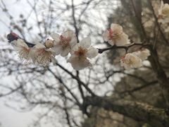 -香雪海
