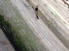 -千泷沟大瀑布旅游区
